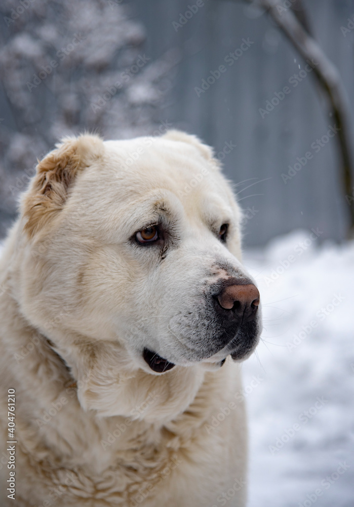 Portrait of a large white dog, a Central Asian Shepherd, on a cloudy winter day.