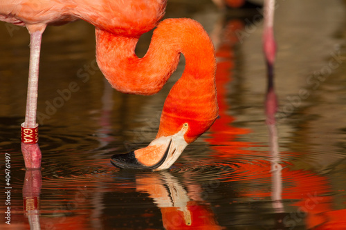Pink red Flamingo feeding by filtering water, acting funny