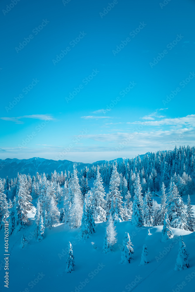 Fototapeta Schneebedeckte Tannenbäume
