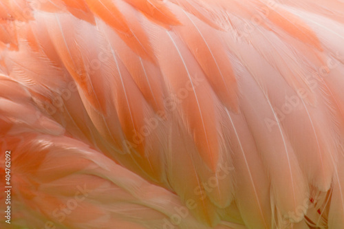 Flamingo feathers close up