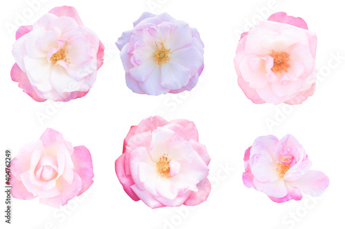 Blurred for Background.Beautiful Pink rose isolated on the white background. Photo with clipping path. © Nipaporn