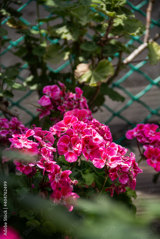 Beautiful pink Pelargonium flowers in a pot. Summer home garden and Floristics, suitable climate for breeding flower beds. Beautiful pink Pelargonium flowers in a pot. Summer home garden and Floristics, suitable climate for breeding flower beds.