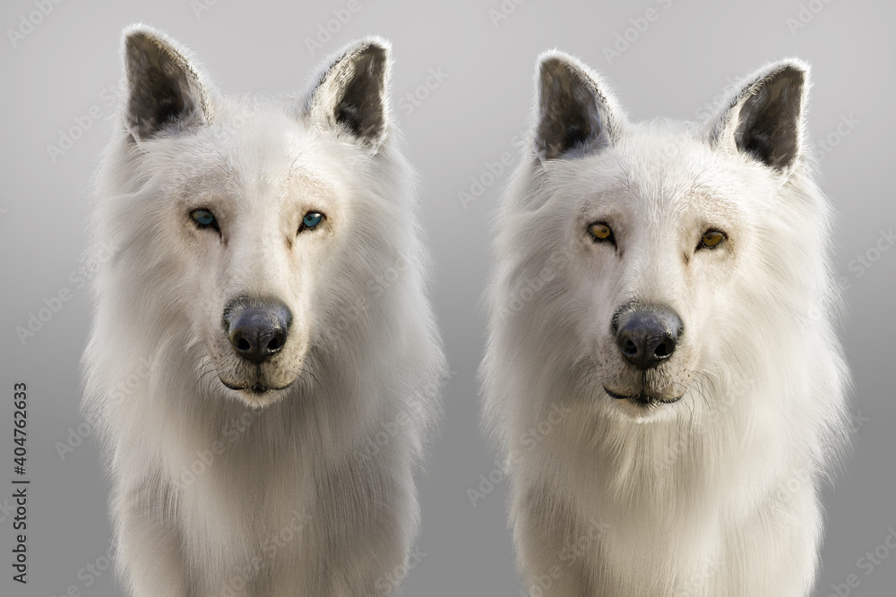毛並みの綺麗な二頭の白いオオカミが正面を向いている