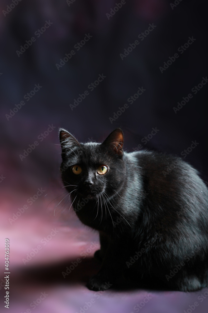 Black cat on a dark purple background