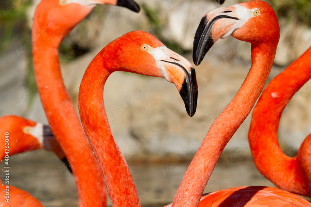 Fototapeta premium Various Flamingo looking at camera, acting funny