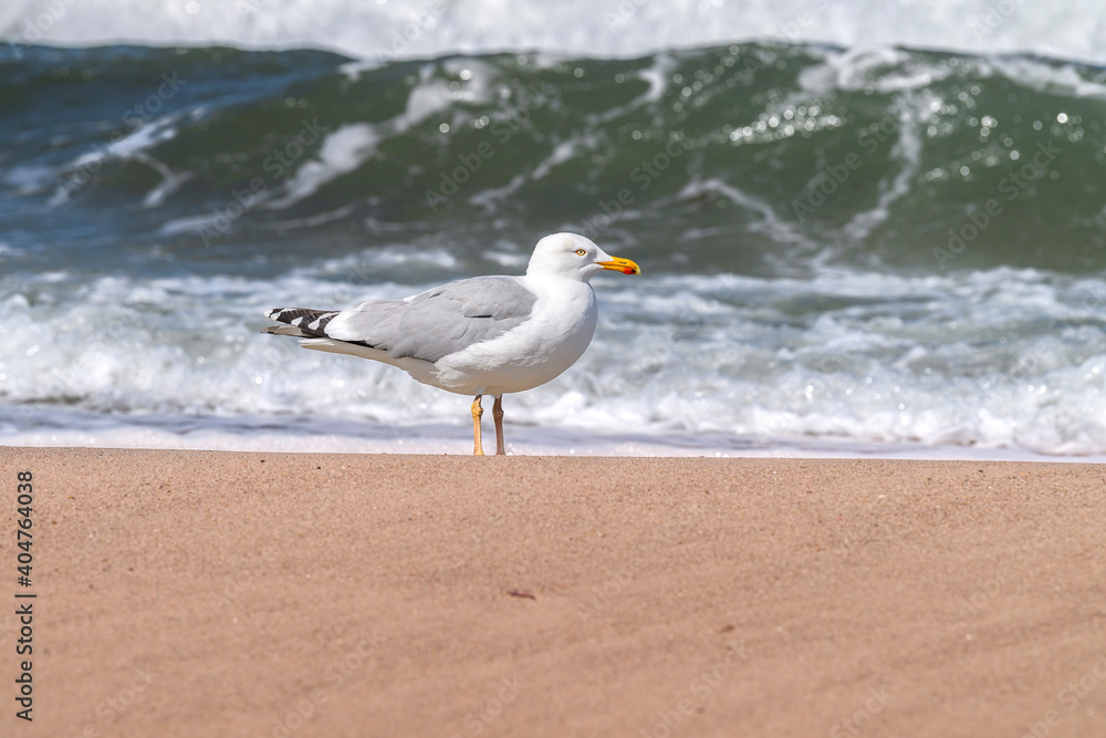 Obraz premium Möwe am Ostseestrand in Kühlungsborn bei tosender See