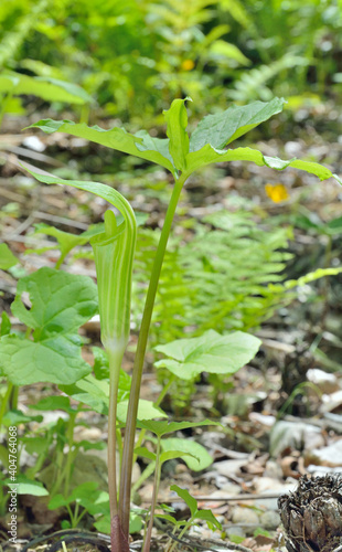 Blooming plant dragon-root (Arisaema amurensis)