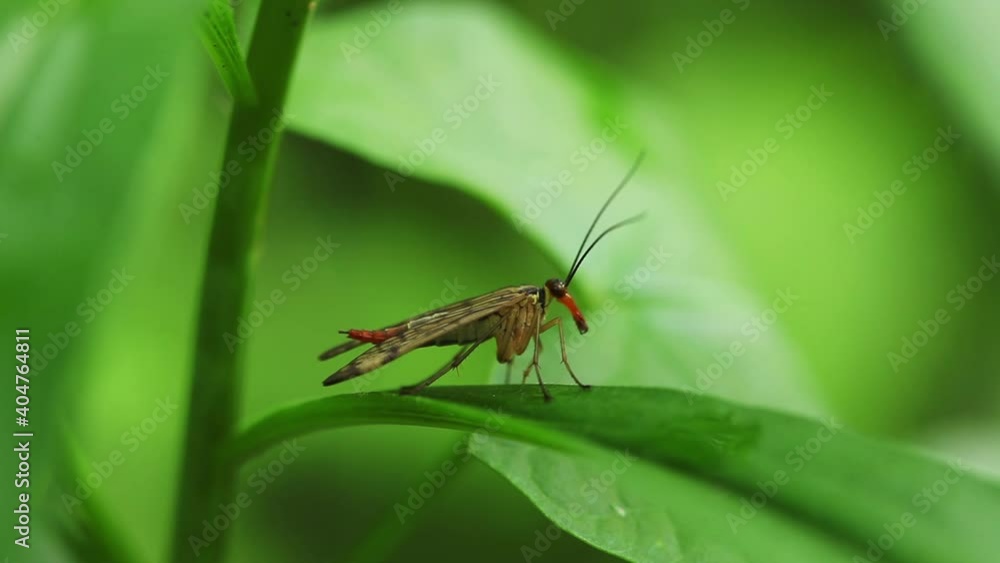 Portrait of the scorpionfly, Mecoptera insect Portrait of the scorpionfly, Mecoptera insect