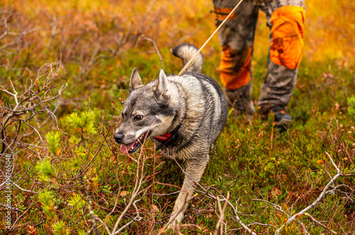 Elkhound outdoor during the hunting season