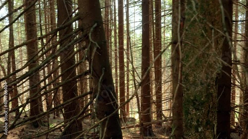 Dolly shot of old fallen pine trees and shining sun on th emountain top. photo