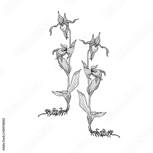 Lady's-slipper two orchid ink skettch art design elements stock vector illustration for web, for print, for gardening design, for product design, for packing design
