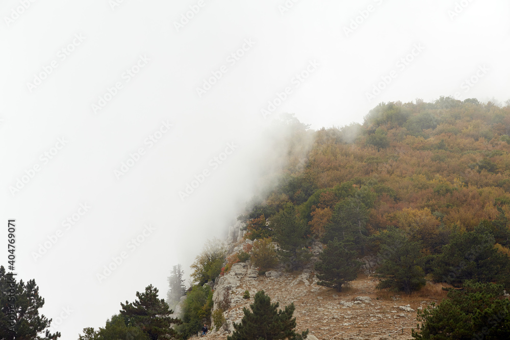 cliff covered with forest and heavy fog