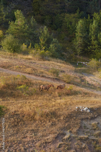 wild horses on the edge of a spruce forest eating grass