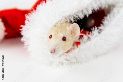 A Christmas mouse. A white rat in a red Christmas hat.