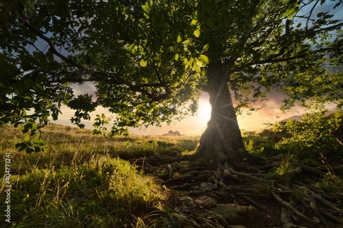 a tree with a lush crown and roots against the background of the setting sun