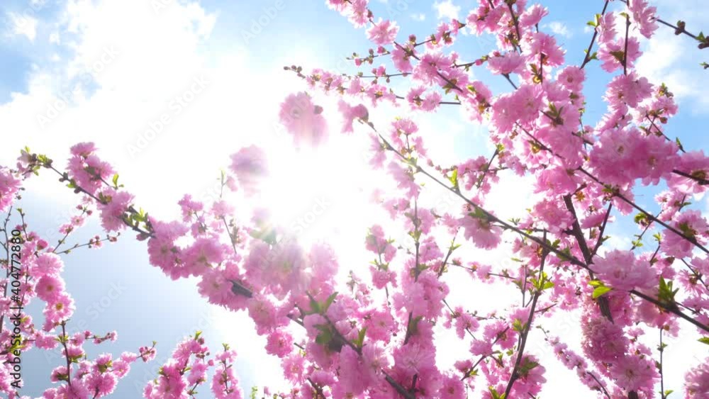 Sakura spring flowers. Spring blossom pink background. Beautiful nature scene with blooming sakura tree Sakura spring flowers. Spring blossom pink background. Beautiful nature scene with blooming sakura tree