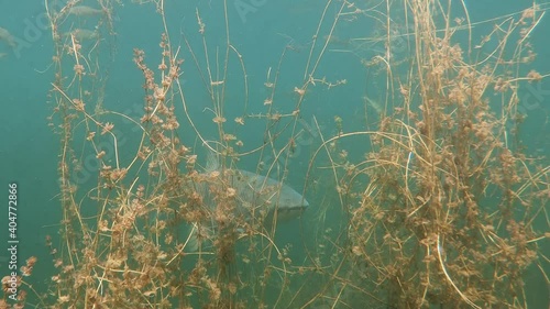 Underwater footage of Grass carp (Ctenopharyngodon idella). Underwater footage in the lake. Diving in fresh water. Fish swimming uderwater. Grasskarpfen photo