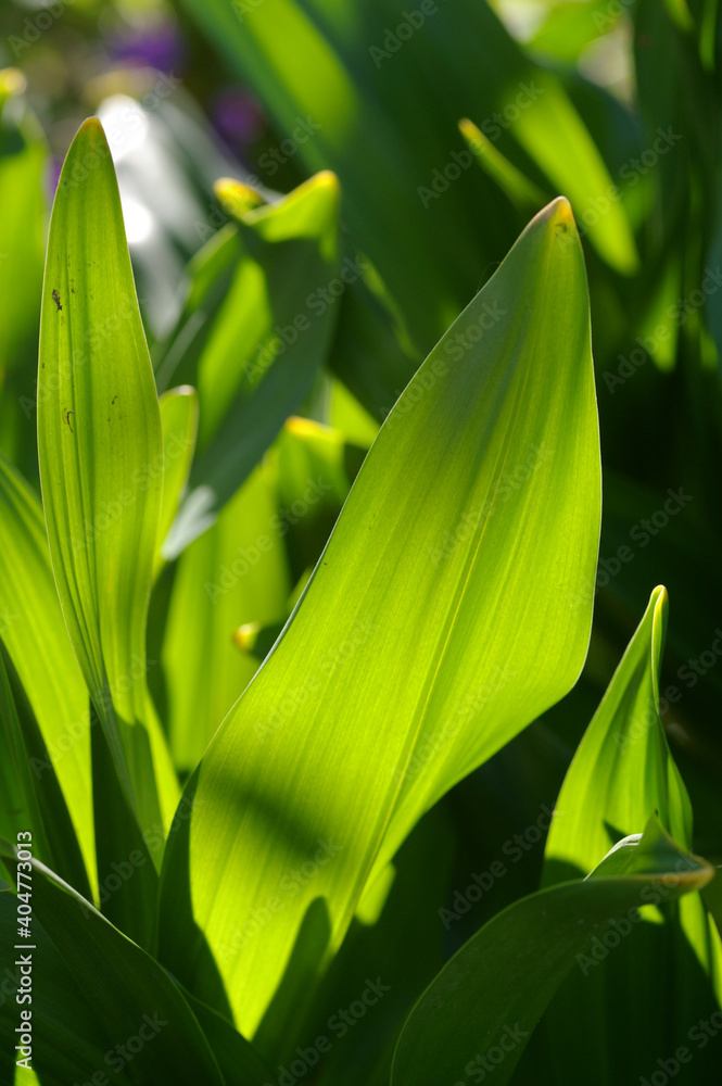 Obraz premium 光に当たる緑の葉