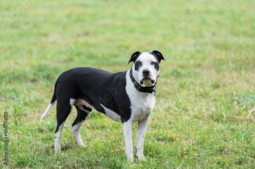 Beautiful American Pitbull terrier in the park © SasaStock