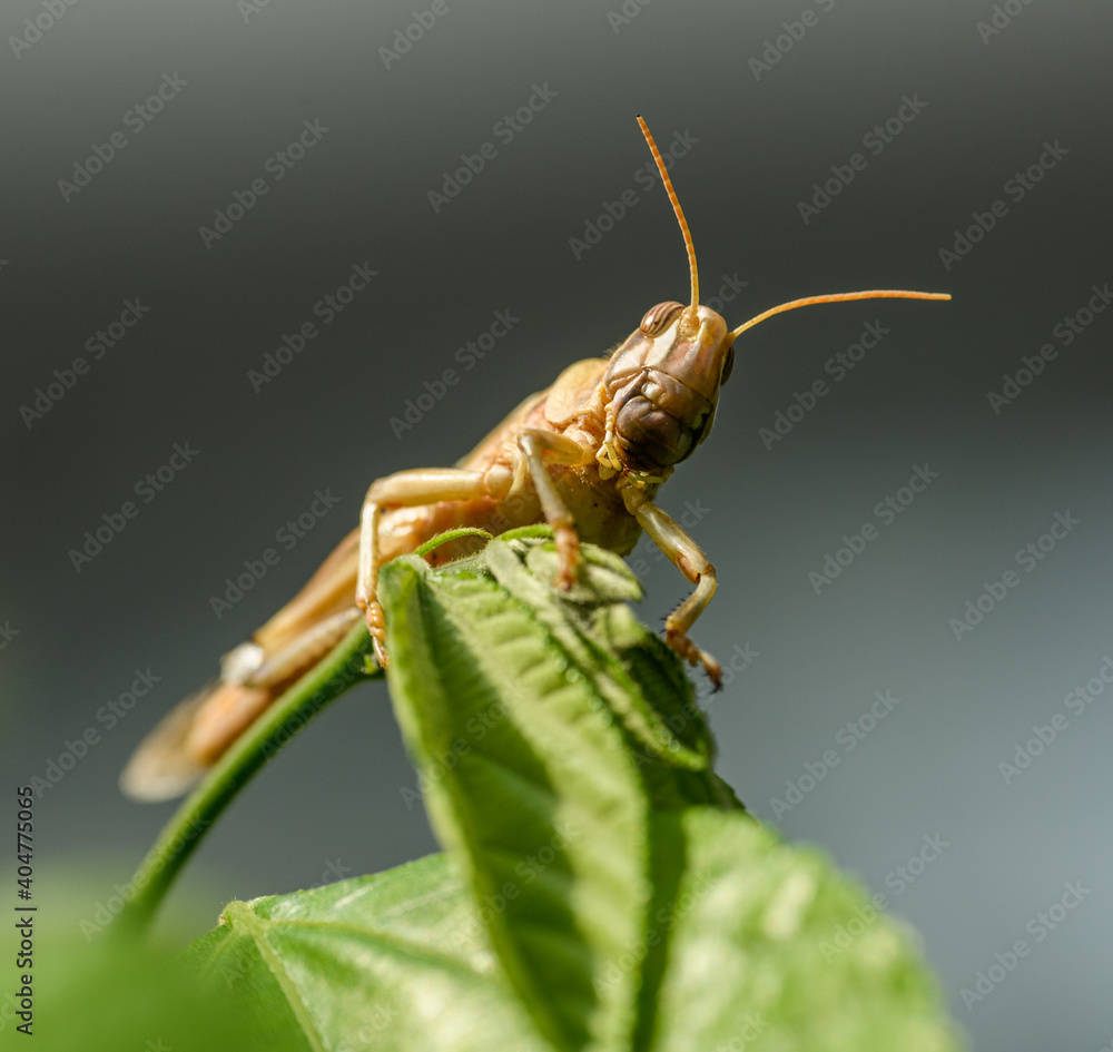Фотография migratory locust (Locusta migratoria) on vegetation