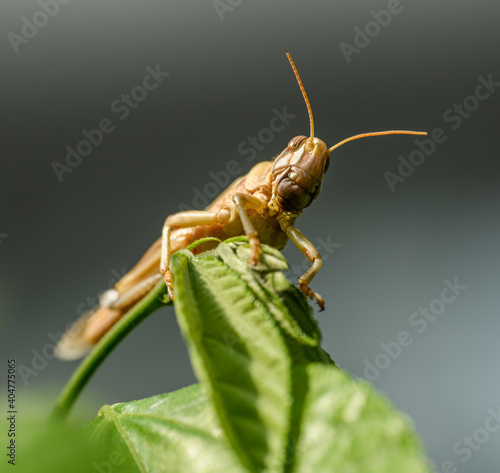 Εκτύπωση καμβά migratory locust (Locusta migratoria) on vegetation