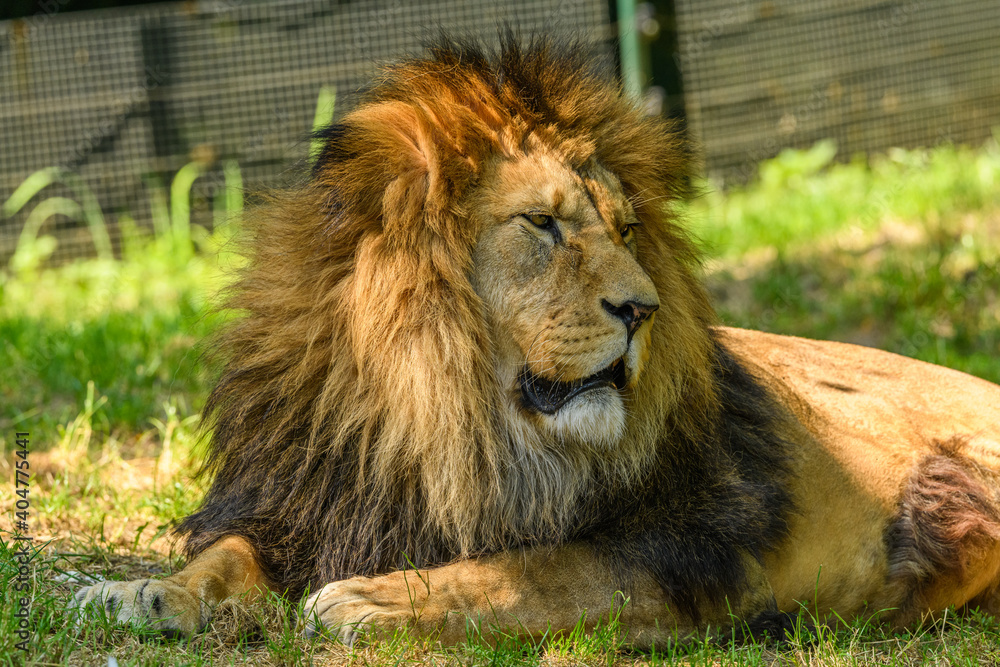 Ταπετσαρία adult male of barbary lion (Panthera leo leo) portrait