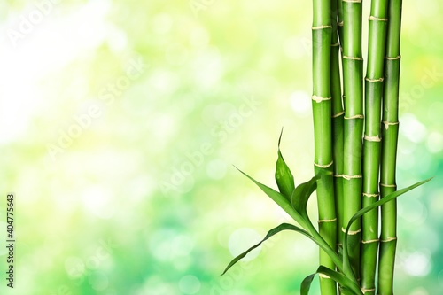 Fototapeta Naklejka Na Ścianę i Meble -  Many bamboo stalks on bokeh background