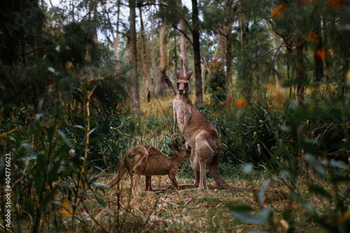 Принти на полотні Mom feeding joey kangaroo