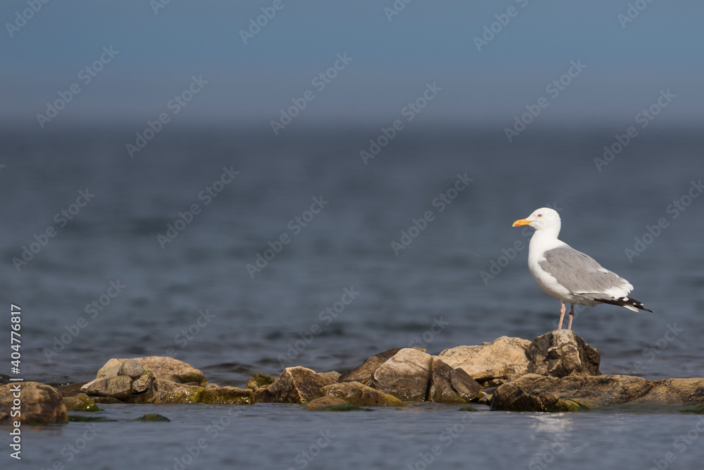 Vegameeuw, Vega Gull (Mongolian), Larus vegae mongolicus Vegameeuw, Vega Gull (Mongolian), Larus vegae mongolicus