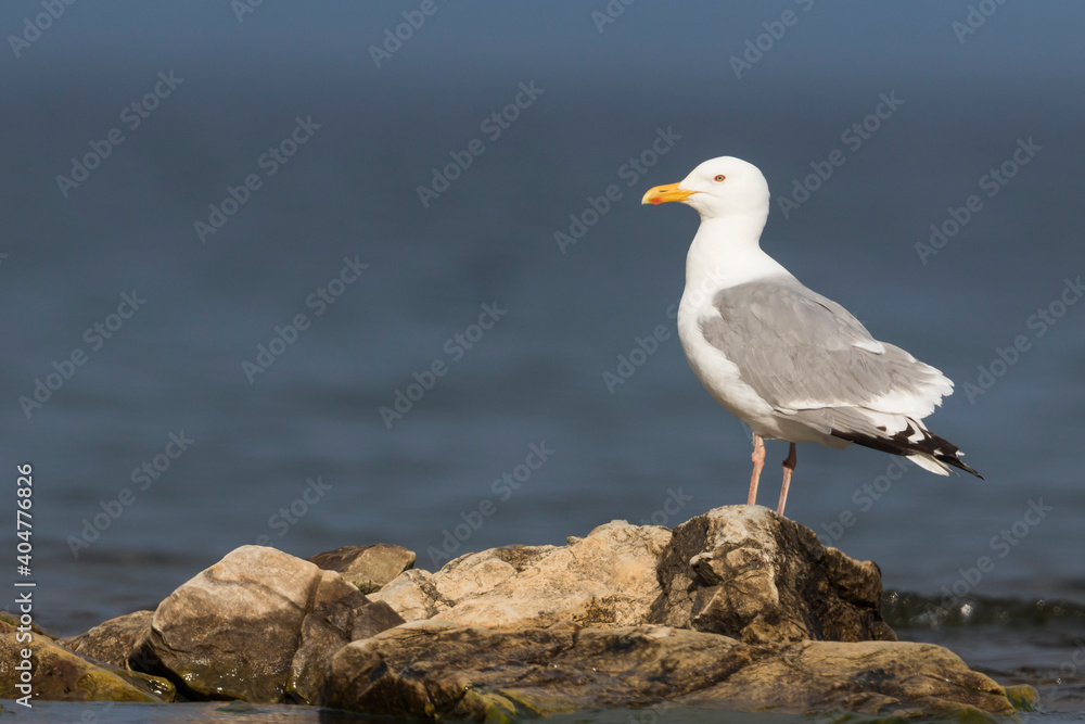 Vegameeuw, Vega Gull (Mongolian), Larus vegae mongolicus Vegameeuw, Vega Gull (Mongolian), Larus vegae mongolicus