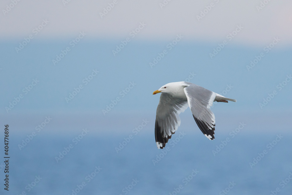 Vegameeuw, Vega Gull (Mongolian), Larus vegae mongolicus