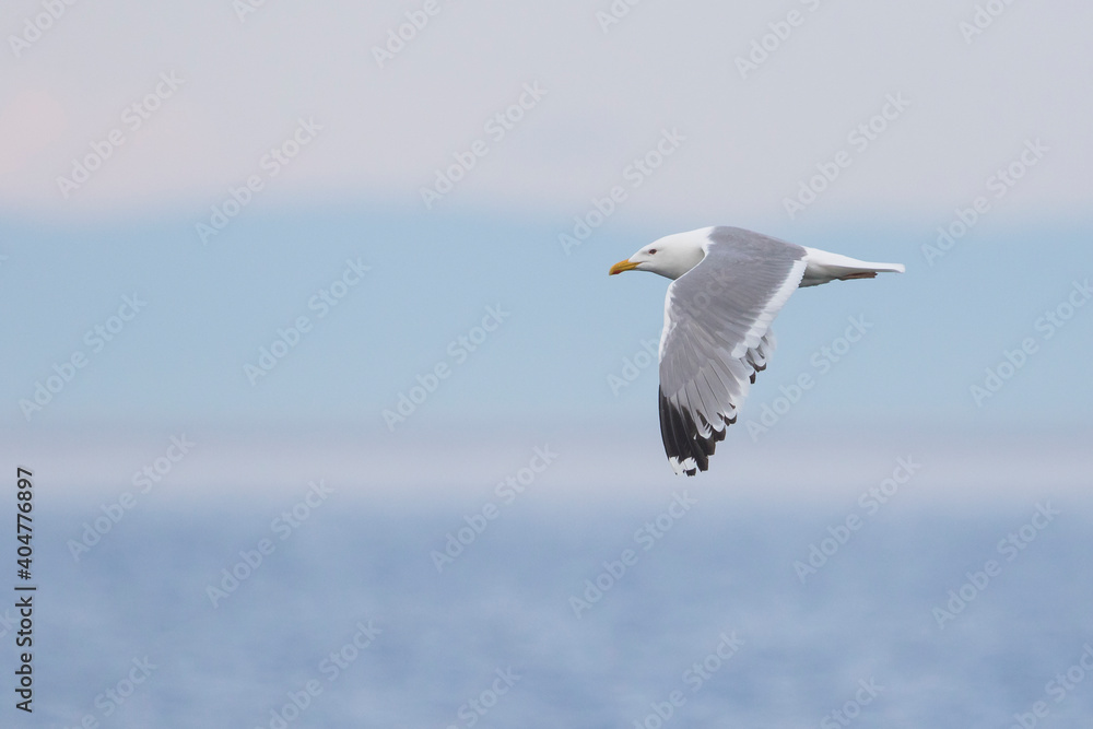 Vegameeuw, Vega Gull (Mongolian), Larus vegae mongolicus Vegameeuw, Vega Gull (Mongolian), Larus vegae mongolicus
