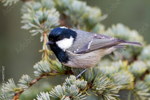 Cyprus Zwarte Mees, Cyprus Coal Tit, Periparus ater cypriotes