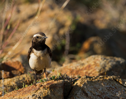 Cyprustapuit, Cyprus Wheatear, Oenanthe cypriaca photo