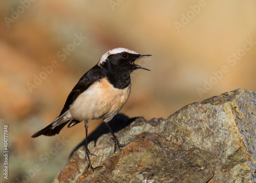 Cyprustapuit, Cyprus Wheatear, Oenanthe cypriaca