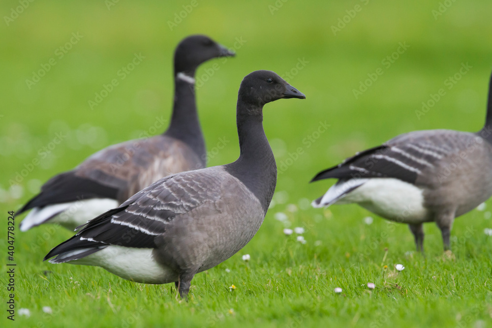 Obraz premium Rotgans, Dark-bellied Brent Goose, Branta bernicla bernicla