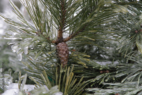 Beautiful ice covered green pine tree branch with brown cone close-up after freezing rain on a winter day