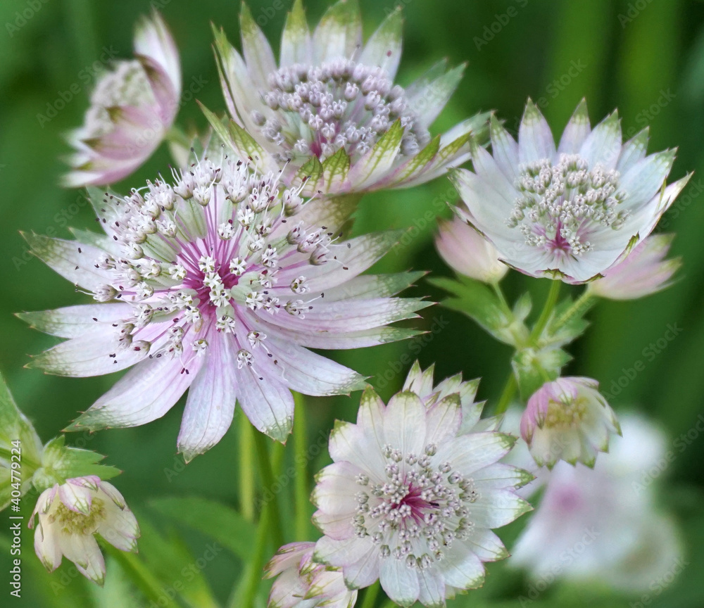 Beautiful and delicate Astrantia major flowers close up. Common name Great Masterwort. Beautiful and delicate Astrantia major flowers close up. Common name Great Masterwort.