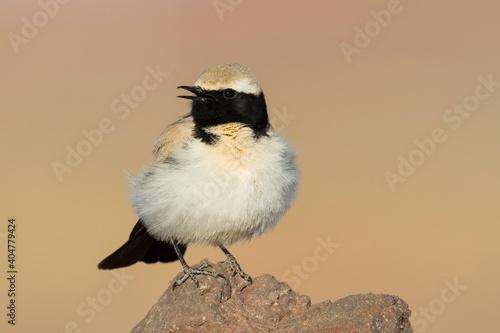 Woestijntapuit, Desert Wheatear, Oenanthe deserti homochroa photo