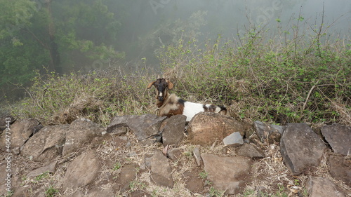 a goat at the start of the hike from Cha de Mato de Corda to Xoxo, on the island Santo Antao, Cabo Verde, in the month of December