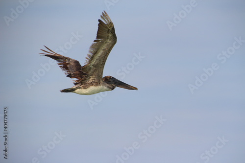 Close up of a flying pelican on blue sky