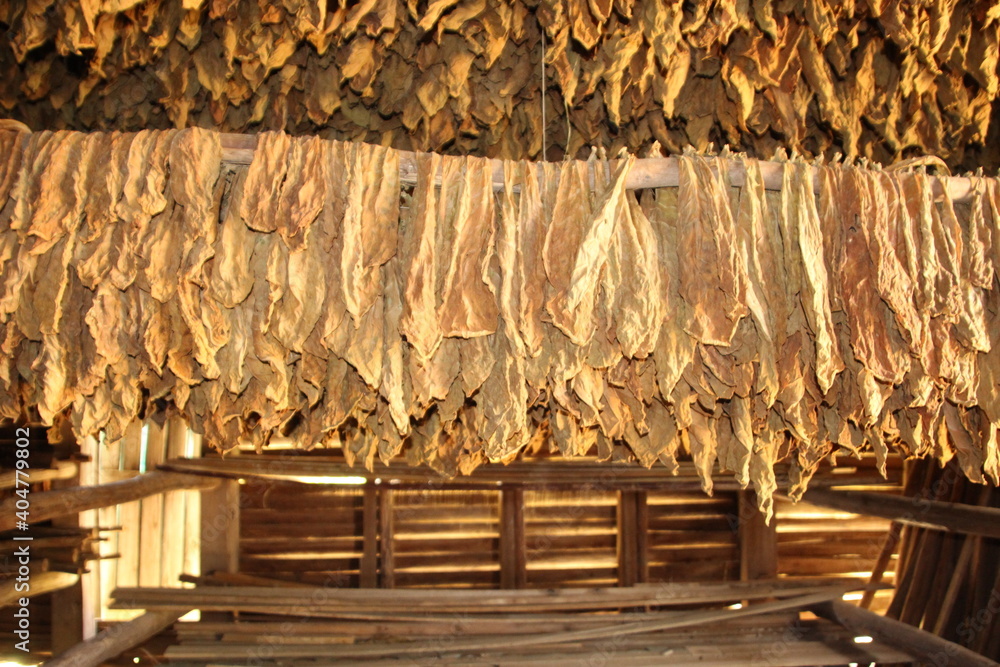 Close up of dried tobacco leaves in the farm in Cuba