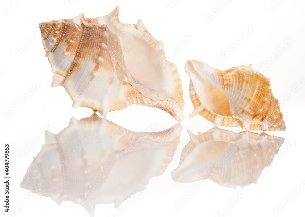 Two sea shells Two sea shells