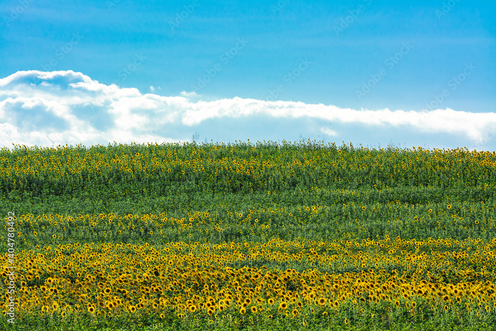 field of blooming sunflowers on the mountain with cloudy blue sky