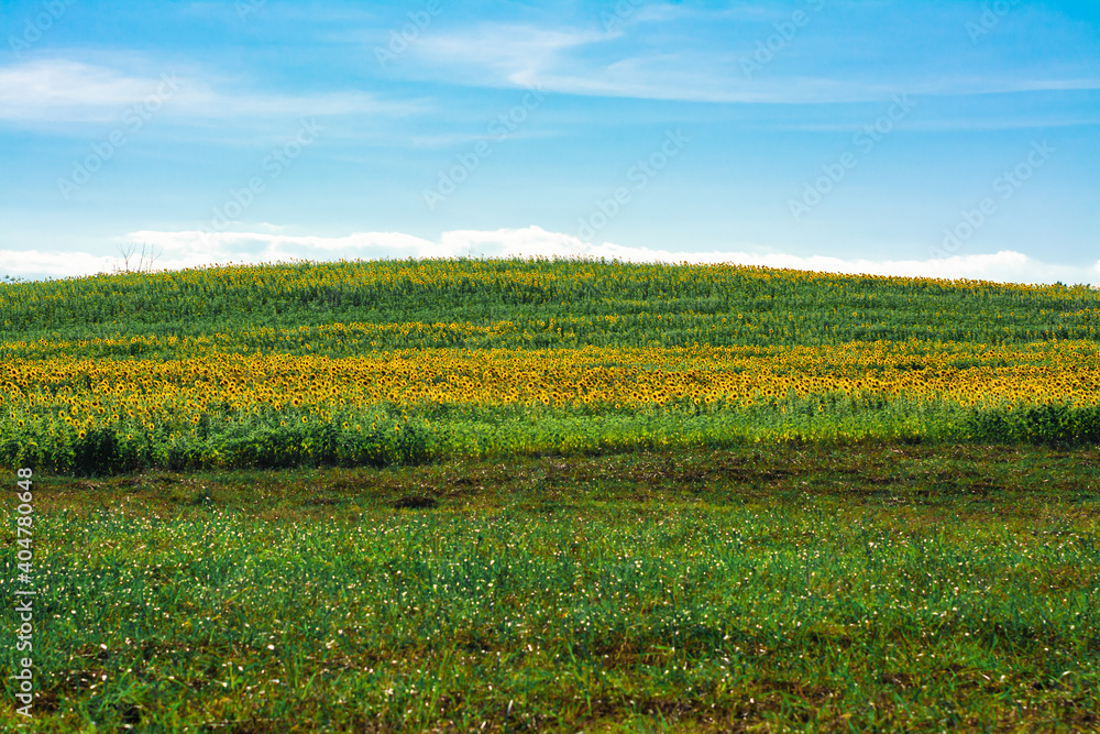 field of blooming sunflowers on the mountain with cloudy blue sky
