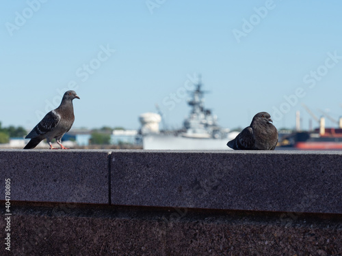 A couple of doves near the Delaware river in Philadelphia.