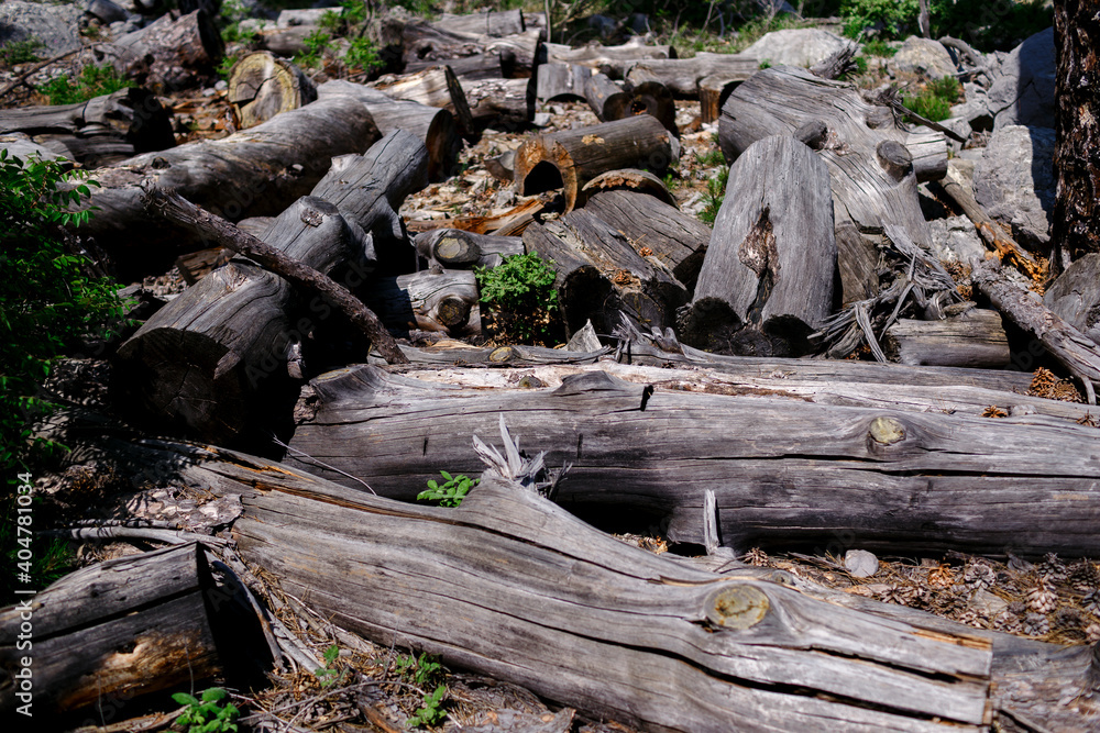 close-up of the remains of felled trees, dried stumps and trunks, the concept of ecological problem of deforestation close-up of the remains of felled trees, dried stumps and trunks, the concept of ecological problem of deforestation
