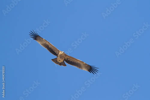 Eastern Imperial Eagle  Aquila heliaca