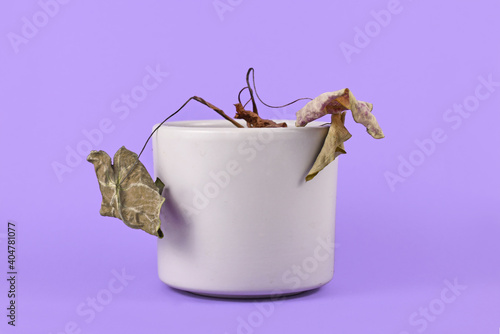 Tela Small neglected dying house plant with hanging dry leaves in gray flower pot on