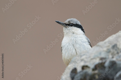 Grote Rotsklever, Eastern Rock Nuthatch, Sitta tephronota tephronota photo